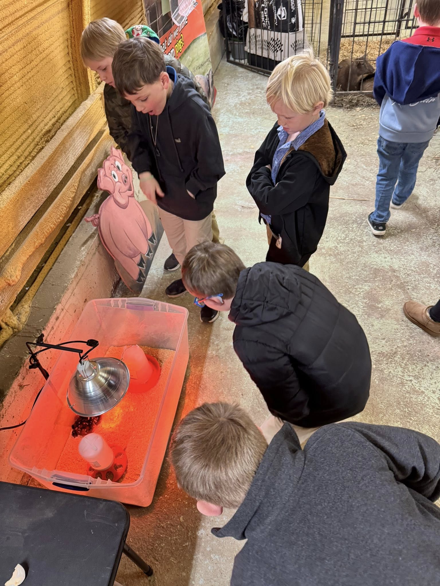 Some kids looking at baby chicks under a heat lamp.